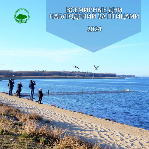Всемирные дни наблюдений птиц 2024 Всемирные дни наблюдений птиц 2024.